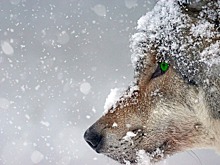 О чем "говорят"волки, когда воют на луну
