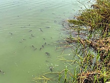 Жители Богородска жалуются на неприятный запах и мертвую рыбу на Кабацком озере