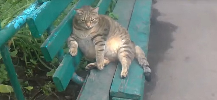 &laquo;Несчастное животное&raquo;: толстый кот умилил жителей Новочекркасска