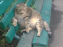 &laquo;Несчастное животное&raquo;: толстый кот умилил жителей Новочекркасска