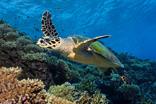 Scientific Reports: крупнейшая морская черепаха Европы достигала почти четырех метров в длину