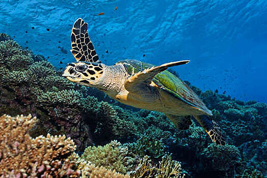 Ученые выяснили, что морские черепахи не знают, куда плывут
