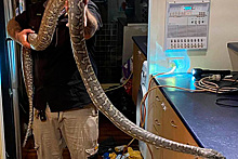 Огромная змея с сотней зубов помешала семье смотреть телевизор