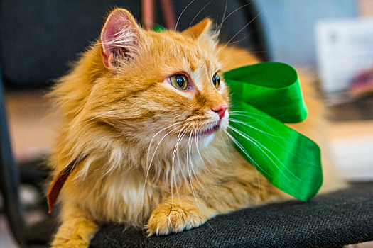 Более 30 кошек и собак отправились из Кузбасса за границу с начала года