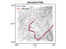 Biophysical Journal: активность мозга позволяет определить местоположение мыши