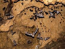 У летучих мышей-вампиров обнаружили сходство с мухой цеце