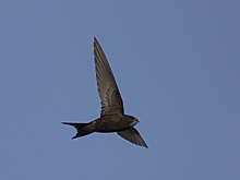 Первые перелетные птицы неожиданно покинули Новосибирск 7 августа