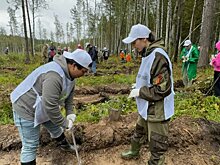 В ходе акции «Сбережём лес» в Свердловской области высадили 5,6 тыс. хвойных деревьев