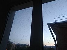 Квартиры челябинцев атаковала тополиная моль