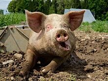 Африканская чума свиней добралась до Нижегородской области