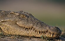 Австралийская семья на Пасху нашла крокодила
