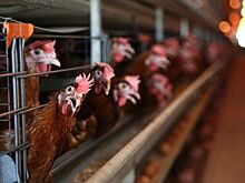 В РФ число заражений людей гриппом птиц в 2024 году достигло 16 случаев