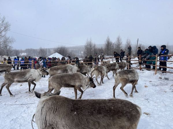 Ямальских ветеринаров уличили в нарушениях при вакцинации оленей от сибирской язвы