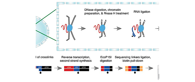 Новый метод покажет, как РНК влияет на активность генома