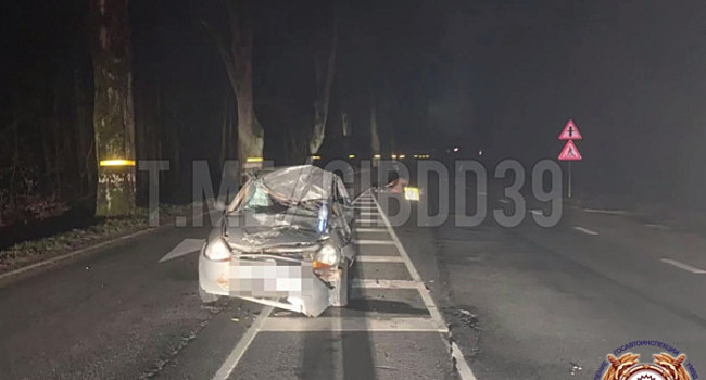 Лошадь внезапно выбежала на дорогу: в полиции рассказали подробности ДТП под Зеленоградском