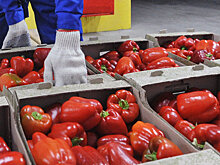 РФ может ввести ограничения на ввоз продуктов из Турции
