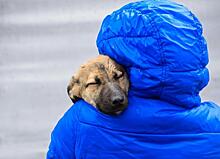 В России запустили онлайн-флешмоб по оказанию помощи бездомным животным