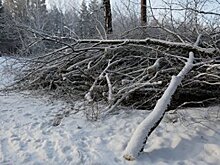 В Башкирии насмерть придавило деревом директора лицея