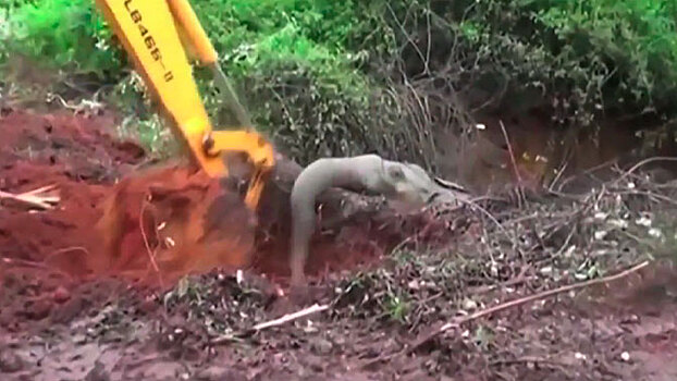 Жители Шри-Ланки три дня спасали упавшего в яму слона: видео