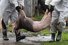 Югоссельхознадзор: африканская чума свиней не страшна при соблюдении норм