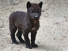 Фото: у чёрных волков в Новосибирском зоопарке родились волчата