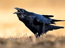 Ученые научили ворон считать вслух