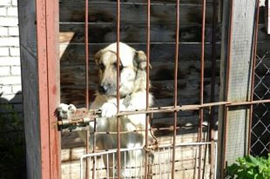 Служба по отлову собак в Рязани набирает сотрудников