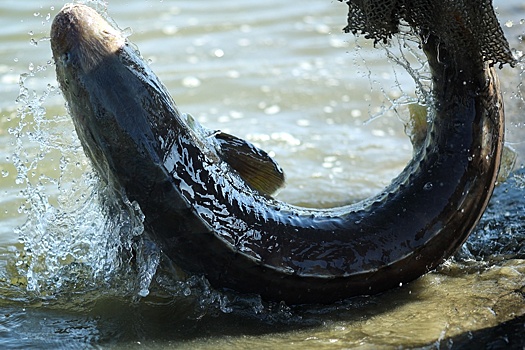 На Кубани членов рыболовецкой бригады отправили в колонию за вылов осетра