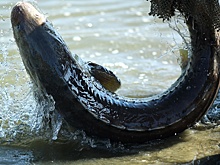 На Кубани членов рыболовецкой бригады отправили в колонию за вылов осетра