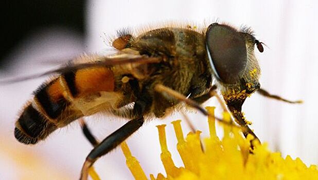 Биологи создали «словарь» пчёл
