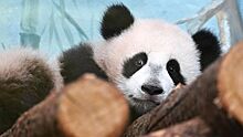 Вес панды Катюши из Московского зоопарка достиг 22 кг