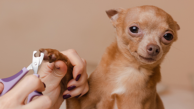 Надо ли стричь когти кошкам и собакам: отвечает ветеринар
