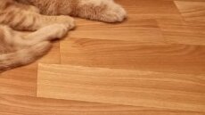 46% опрошенных пензенцев имеют дома кошек