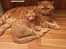 Россияне предпочитают заводить дома кошек, выяснила СберСтрахование