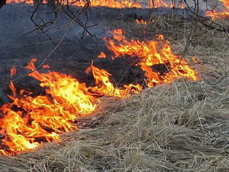 Жителям Твери придётся выплатить штрафы за сжигание древесного мусора