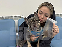 Бульдог чудом избежал смерти, съев трусы хозяйки в Петербурге