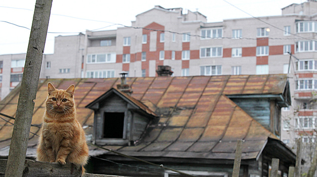 Девочка сбежала из дома с котом на Урале