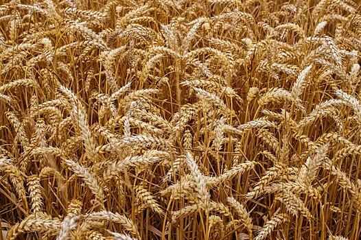«Зерно России - 2020» - встреча лидеров зернового рынка – не пропустите в феврале!
