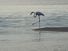 Эколог объяснил, откуда в Нижегородской области фламинго