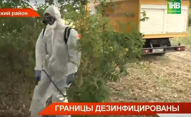 Дезинфекцию от африканской чумы свиней проводят в 15 районах Татарстана — видео
