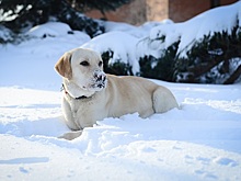 5 лет работы государственной ветеринарной службы в новой Москве