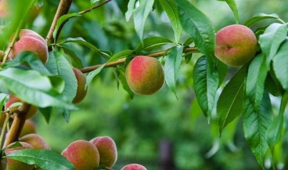Названы фрукты, помогающие бороться с возрастным ослаблением организма