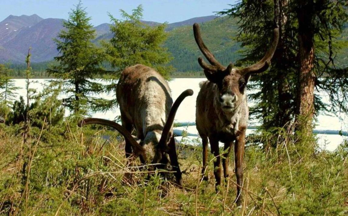 Командорский биосферный заповедник животные. Магадаскийзаповедник логотип. Командорский заповедник эмблема заповедника. Магаданский заповедник фауна. Природный комплекс заповедника  остров врангеля овцебык.