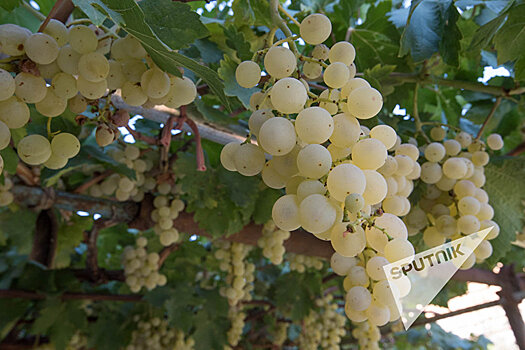 Фермер из Армении помогает развить виноградарство в Астраханской области