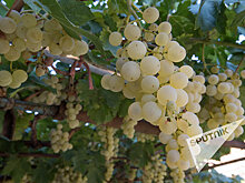 Фермер из Армении помогает развить виноградарство в Астраханской области