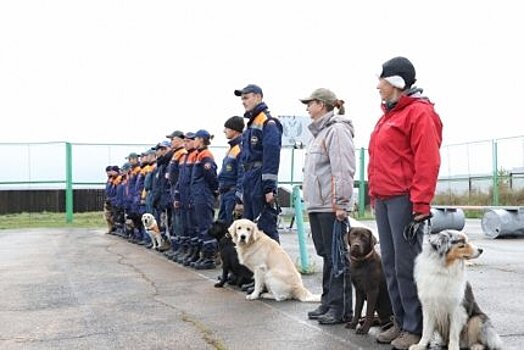 Собака-спасатель Ирэль из Иркутска успешно прошла сертификационные испытания в Красноярском крае