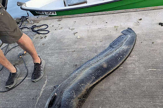 Spiegel: в Баварии сом напал на людей — один человек ранен