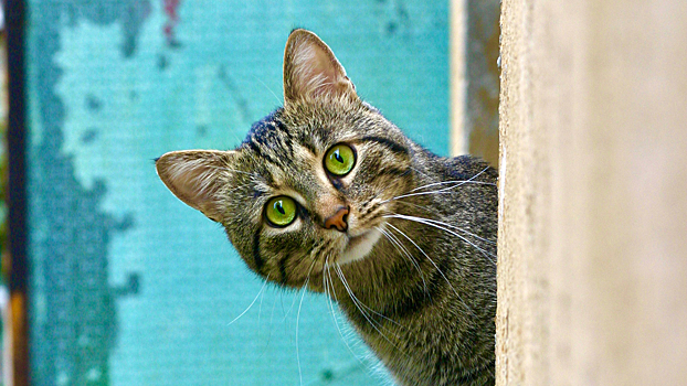 Ученые выявили связь между домашними кошками и шизофренией