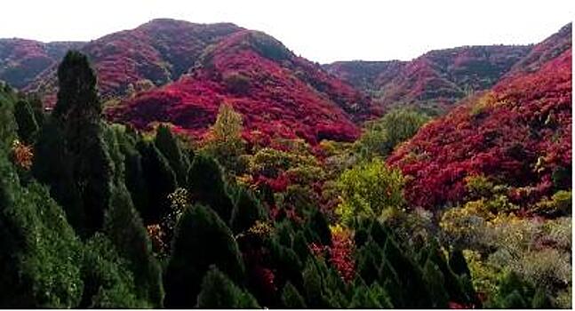 В Китае осень накрыла землю красным ковром