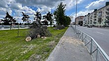 В Управлении ЖКХ Пензы объяснили снос деревьев на набережной